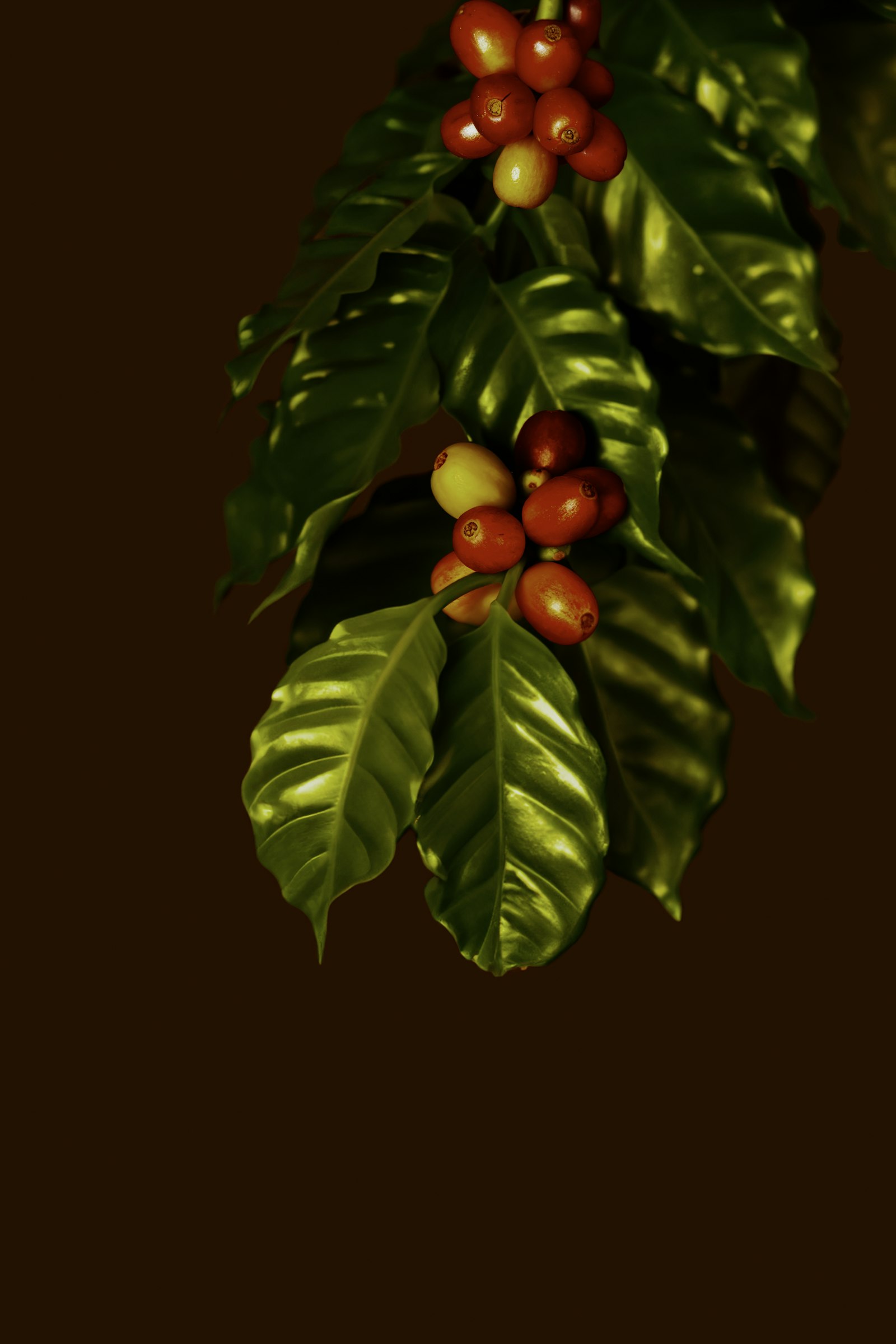 Coffee cherries on a dark branch