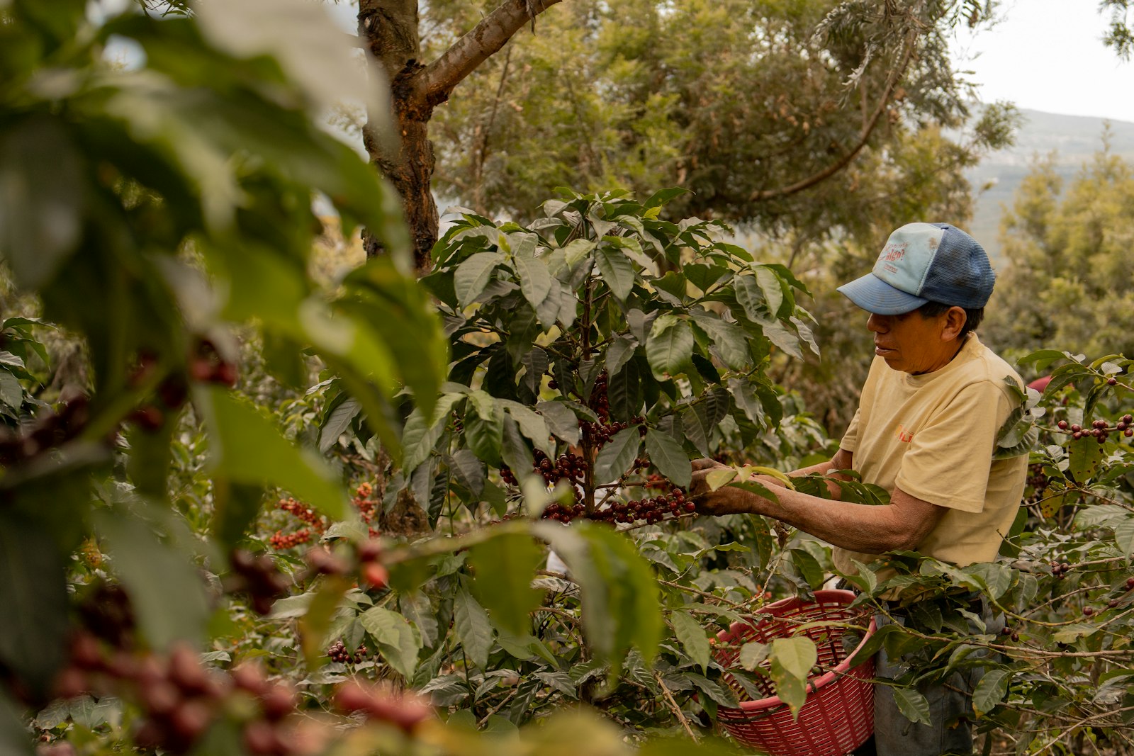 A farmer hand-picking ripe coffee cherries