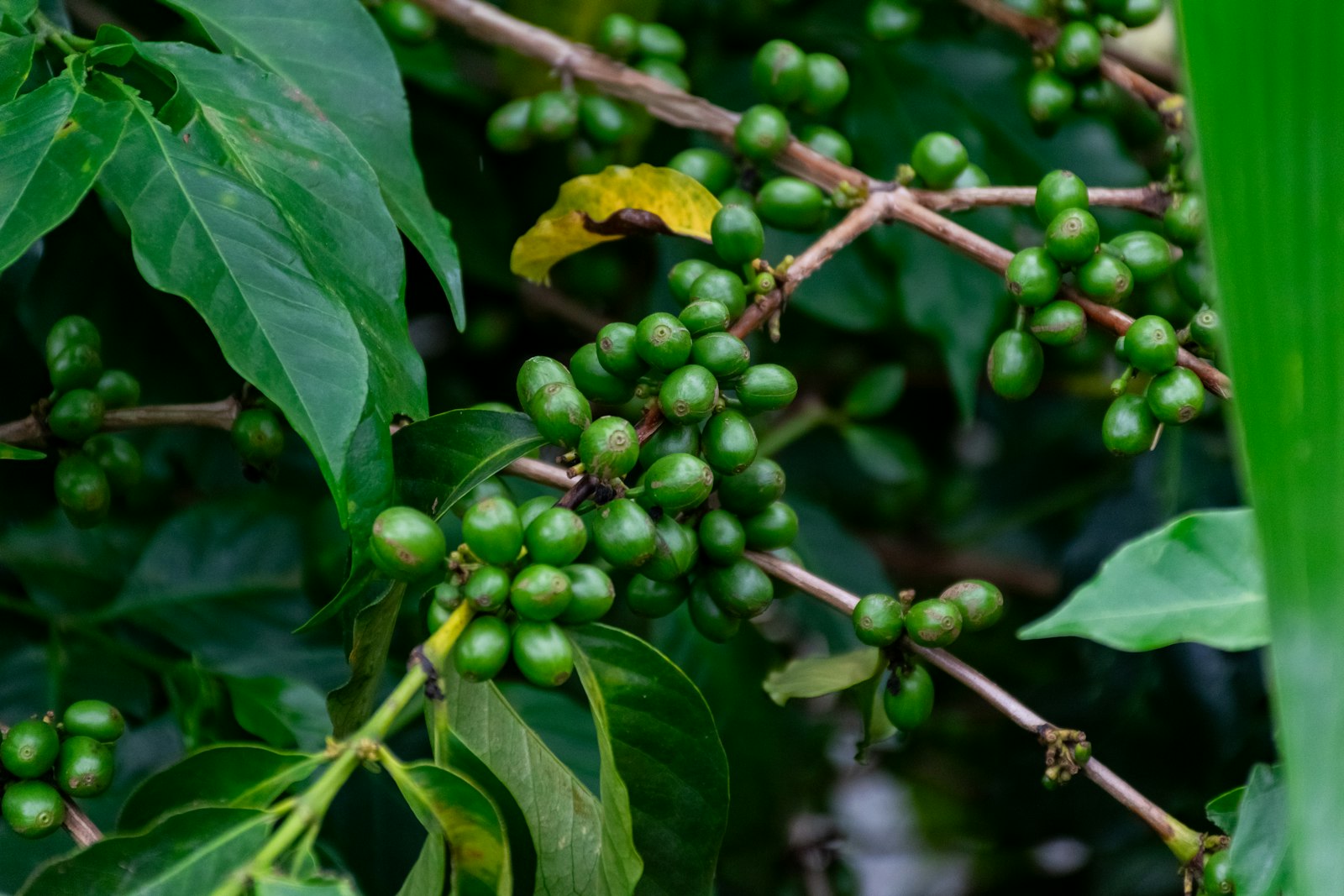 Green coffee cherries growing on the branch